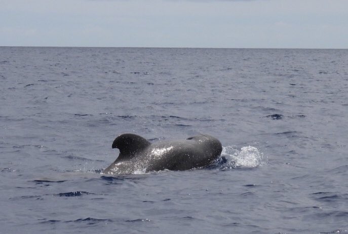 Mike King🦉🐺 tweet media