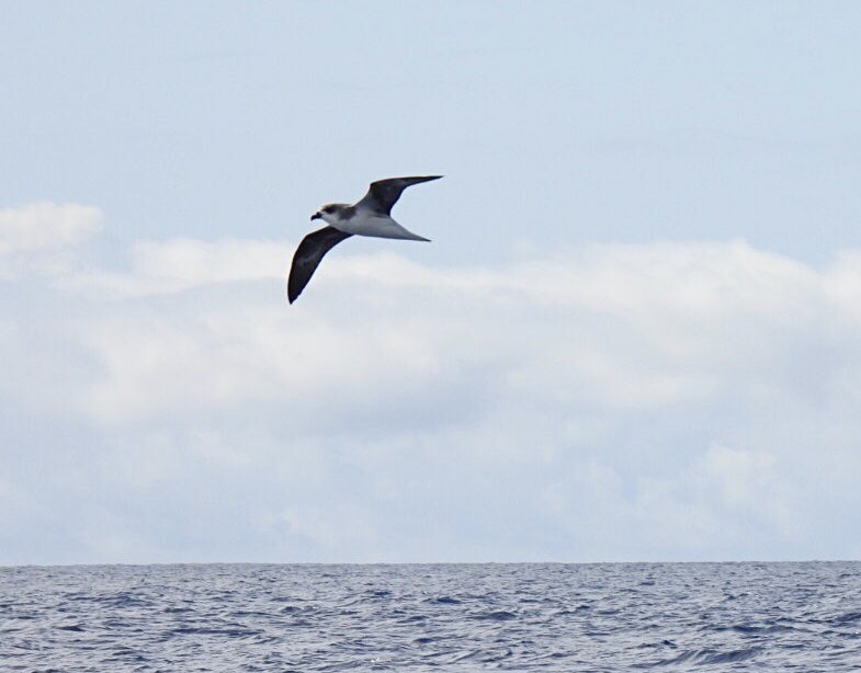 Mike King🦉🐺 tweet media