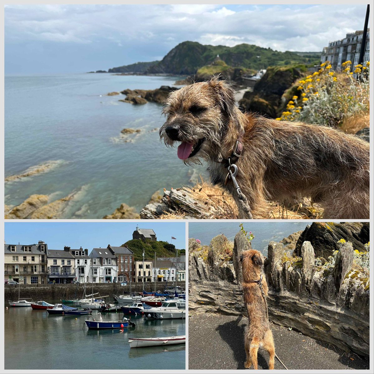 Ilfracombe explore today pals. Busy little town with great fish’n’ chips #northdevon #ilfracombe