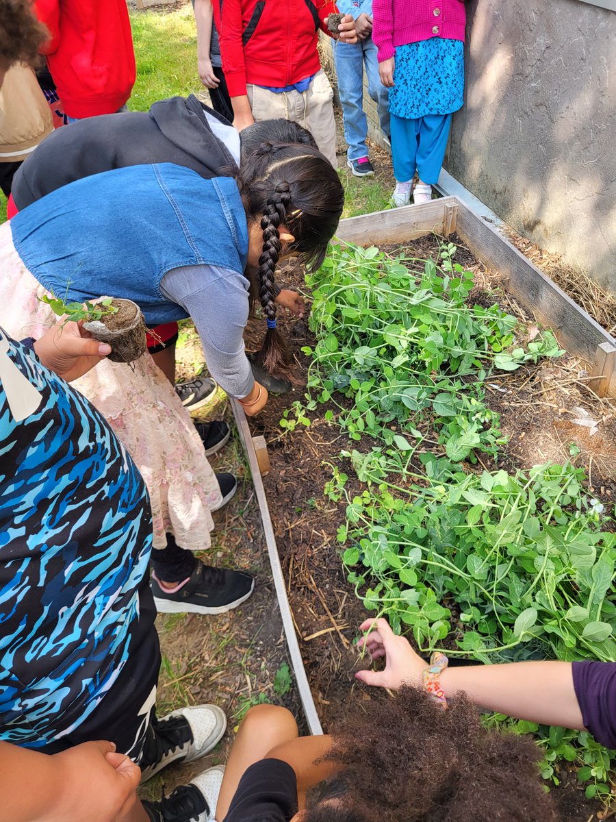 Final maple syrup tasting of the year and transplanting sugar snap peas at Woodlawn today! #Farm2School #schoolgardens #schenectadyrising