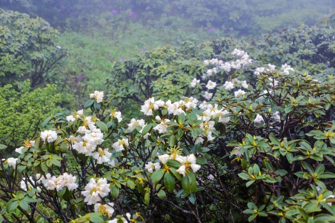 In June, a sea of ​​rhododendrons in full bloom quietly adorns Cangshan Mountain in Dali, Yunnan. #beautiful #China