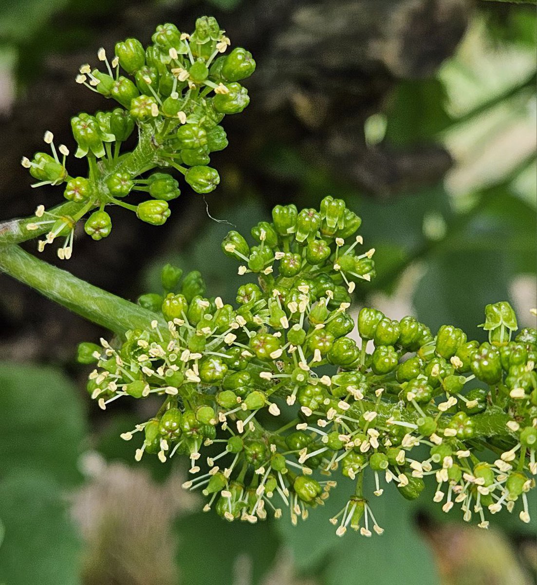 44 year old Pinot meunier flowering at #Harbournevineyard 🍇