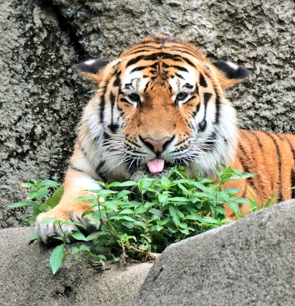 ちろ舌アース
#アムールトラ #浜松市動物園
#のんほいパーク #アース