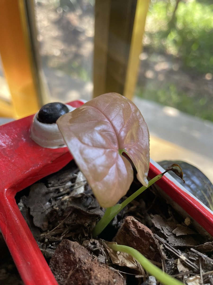 FMaceta's tweet photo. Buen día, amigxs! Esperamos que este bello bebé zyngonio rosa, les alegre su mañana.
Recuerden, pueden pedir este y otras plantitas 🌸🌷🌻🌵🪴muy lindas con nosotras y recibirlas 🚗directo en sus espacios en #CDMX https://t.co/N3UQVqgKIz