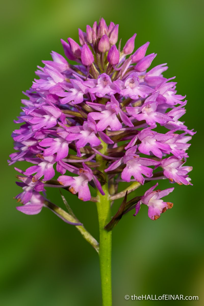 Immaculate bloom.

There are orchids in full, immaculate bloom in the fields at the moment.

This looks like a Pyramidal Orchid, Anacamptis pyramidalis: thehallofeinar.com/2017/06/purple…

Have you seen them?