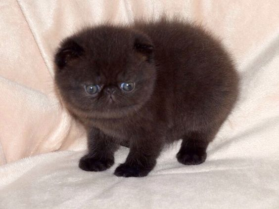 manmadefear's tweet photo. rotund https://t.co/z1sThRAWm6