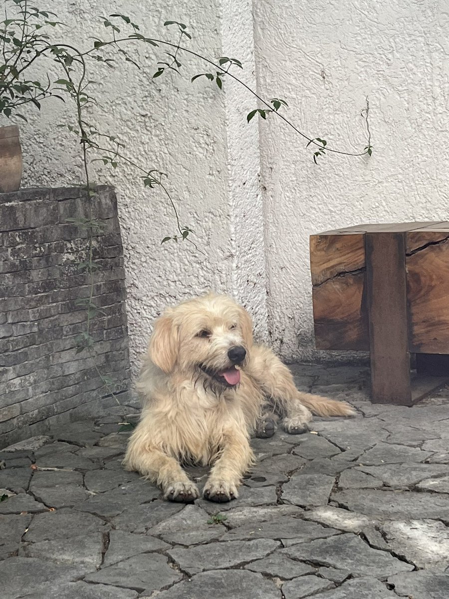 Nos encontramos este perrito por Walmart de Ávila Camacho. Ayúdennos a buscar a su familia (si es que tiene) o a encontrarle una :) <a href="/anamejia97/">Ana M</a>