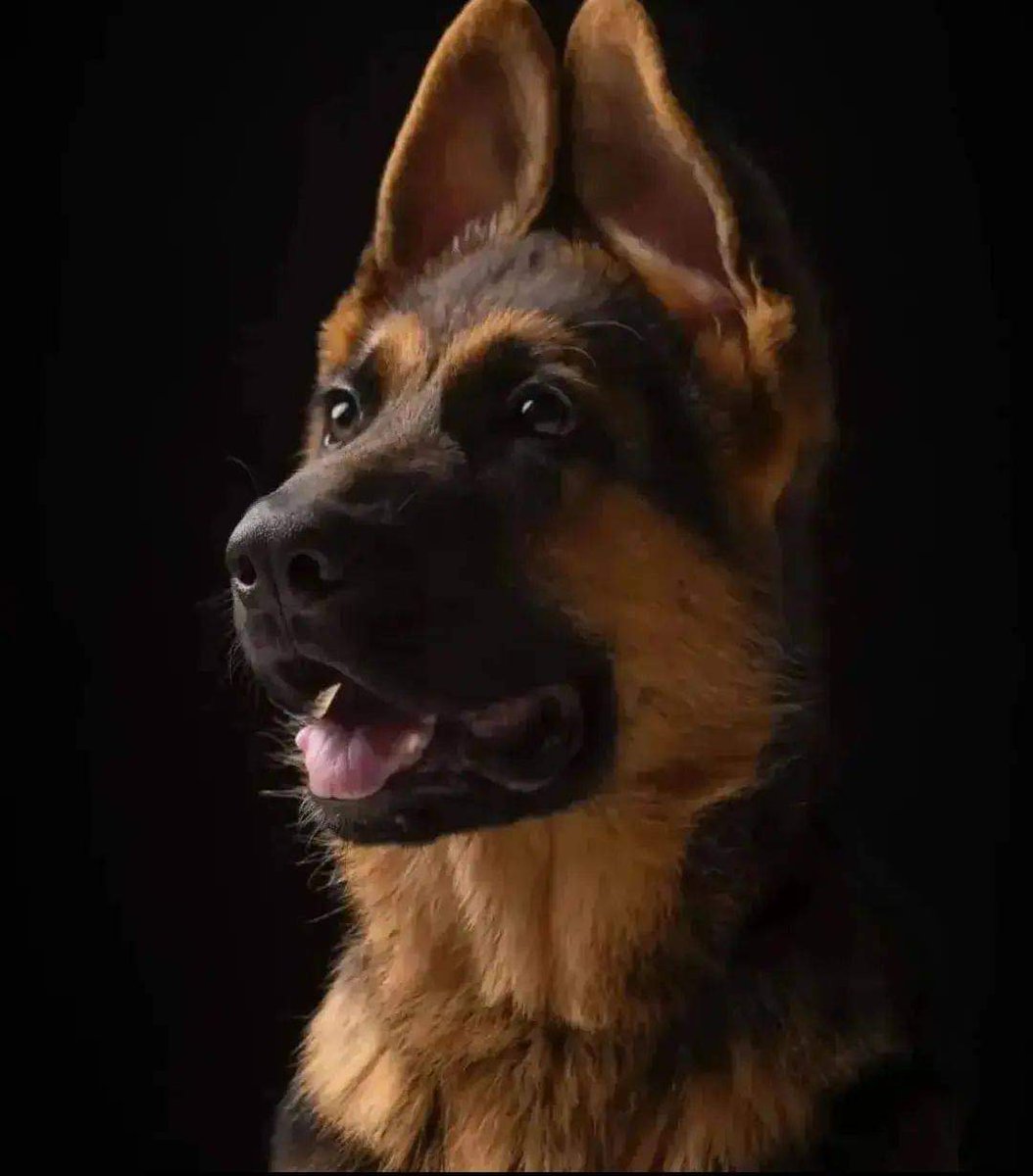 gearman_shepard's tweet photo. #gsd #cute #StateofOrigin #Bitcoin #quackityspace #germansheppard https://t.co/47sJjyu15B