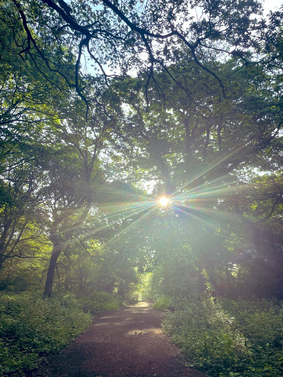 Early morning in the woods. Happy Litha. 
#SummerSolstice 

#TreeClub🌳