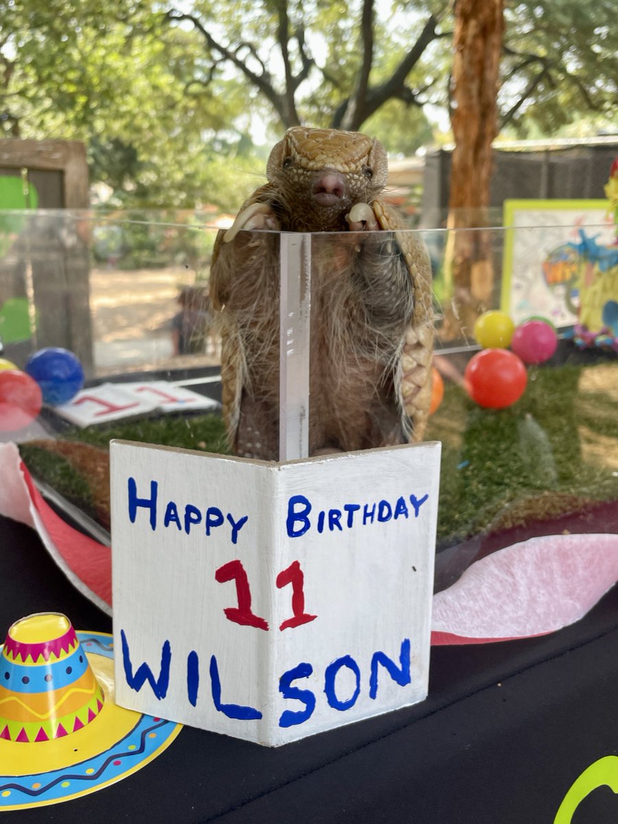 SanAntonioZoo's tweet photo. It’s Wilson’s Birthday! 🥳🥳🥳 https://t.co/TKIlgHNFnX