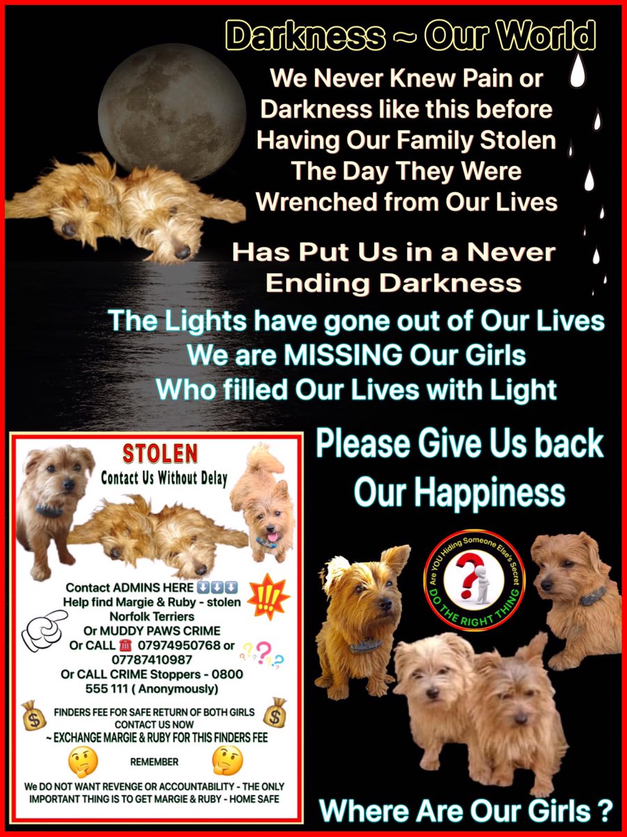 I am pleading with you
Please help us out of this #darkness  
Please bring back our #light
Please bring back #StolenMargieandRuby 
CONTACT US NOW 🙏🙏💔
#Norfolkterriers stolen 24.06.21

#Cornwall #Wednesday  #midweekmotivation 
#Dogsoftwitter #puppylove #Wednesdayfeeling #Dogs