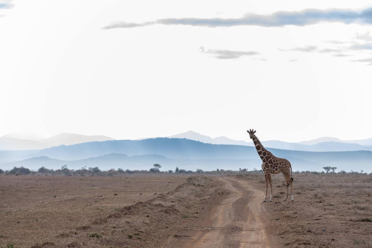 Happy World Giraffe Day! Giraffes are a major part of Mpala’s ecosystem. Mpala has hosted research projects on giraffes, including one in 2021 looking at the effects that large herbivores have on vegetation in African savannas. To learn more, click here: conta.cc/3Jnlsvk