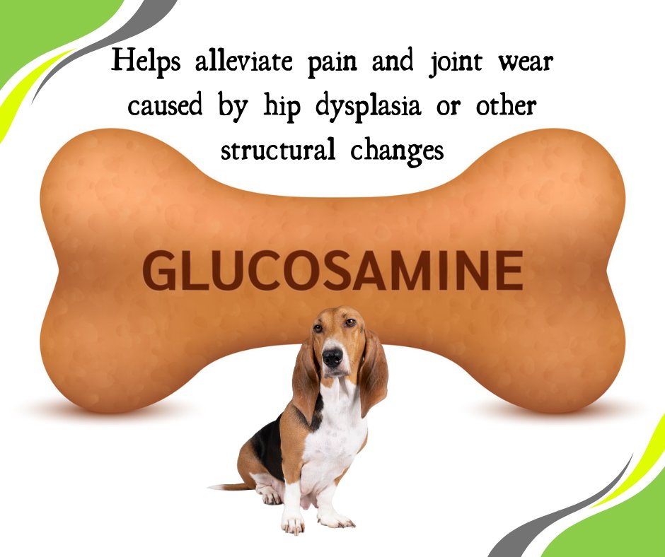 AllDogzGTH's tweet image. Did you know that glucosamine can alleviate pain and joint wear caused by your dog's hip dysplasia or other structural changes? 

 #alldogzgotoheaven #dogjointhealth #doglover #dogs #dogjoint  #pets #pethealth #doghealth #dogparents #dogwellness