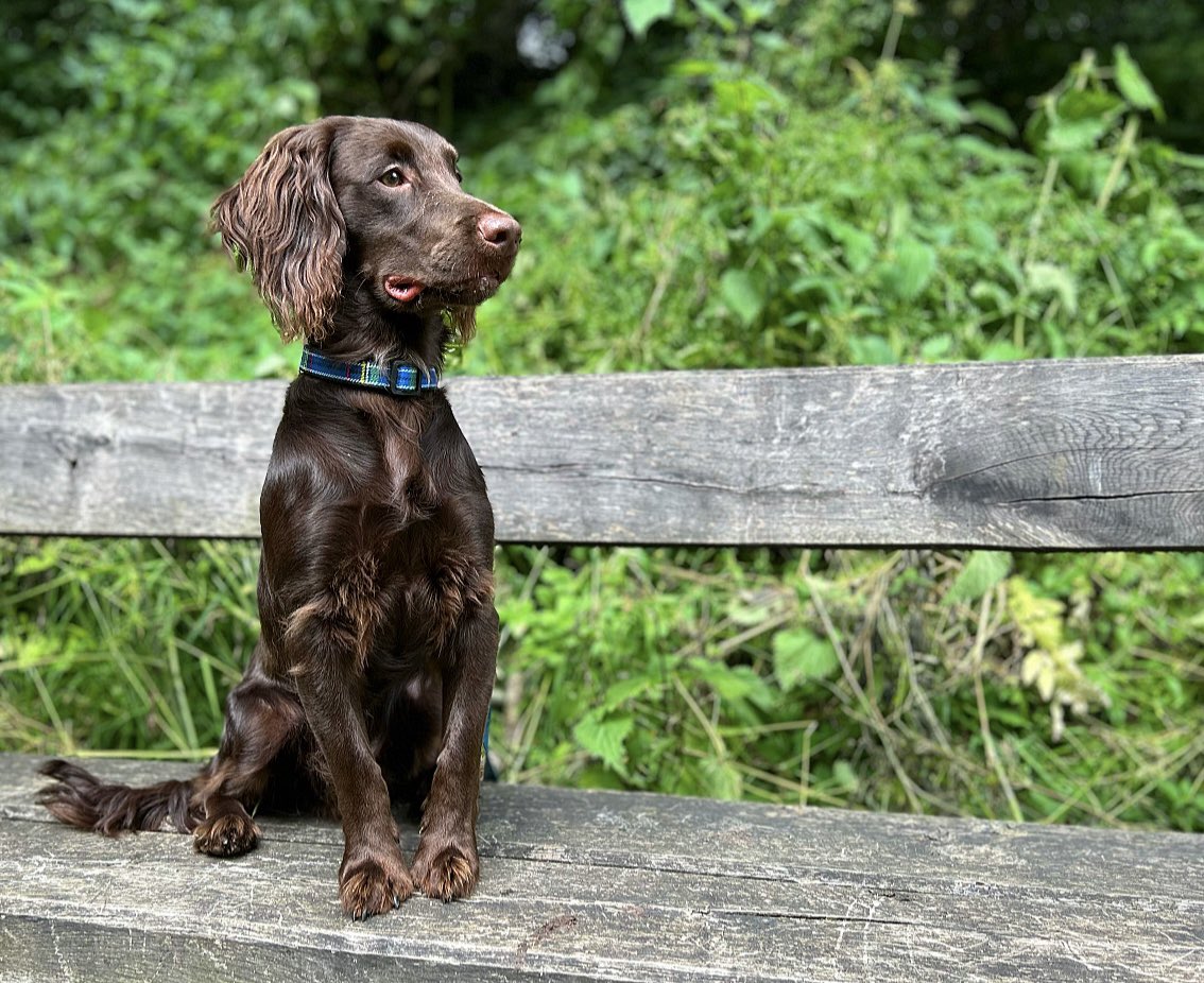 Nice little canal walk @ Stoke Bruerne today! ☀️🐾⛴️