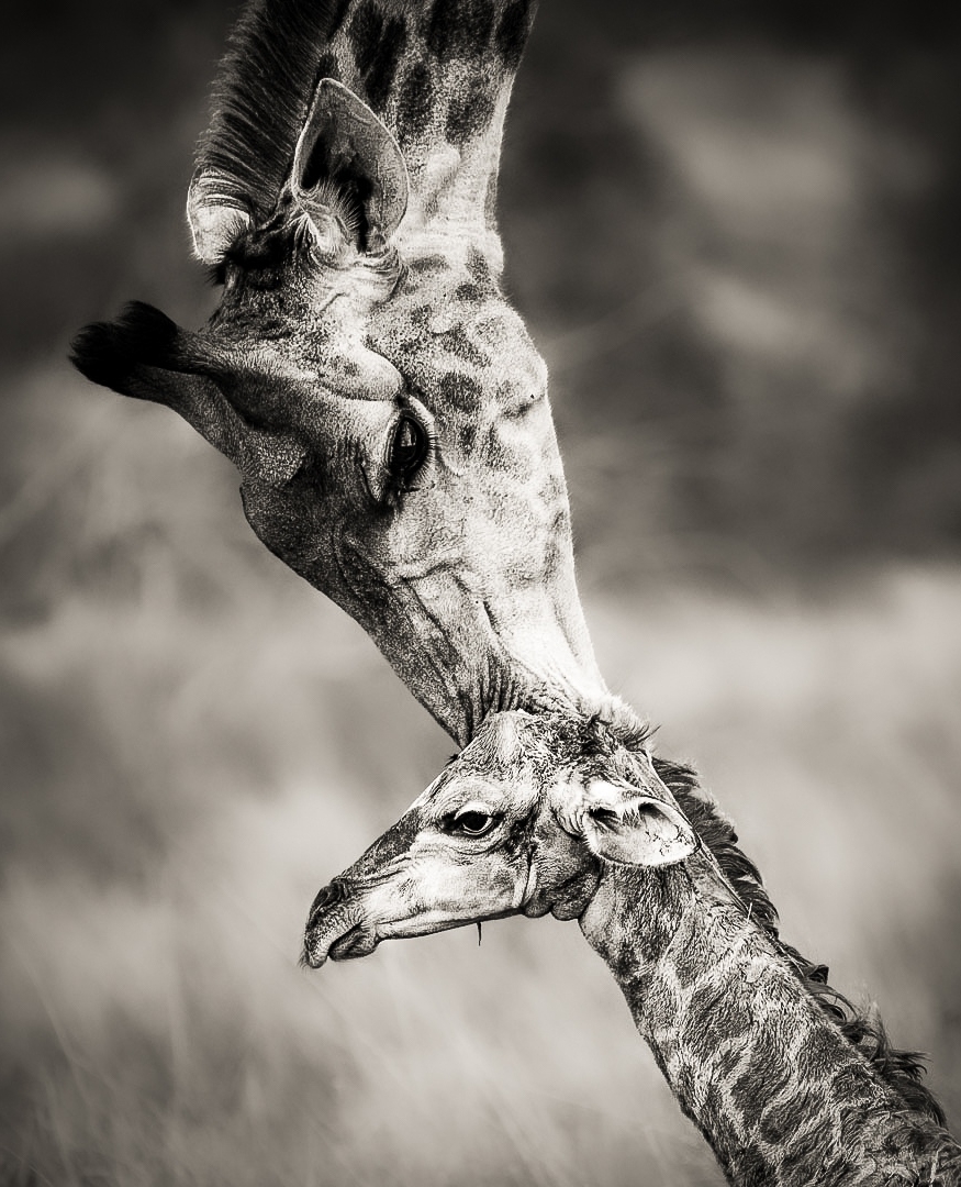londolozi's tweet photo. Happy World Giraffe Day! 🦒 Here are a few of our most-loved giraffe photos of all time - which one is your favourite? 

#londolozi #thelondolozieffect #relais #relaischateaux #wildlifeblog #animalblog #naturelovers #luxurysafari #safari #safaristories #giraffe #worldgiraffeday https://t.co/8sOye9b8hx