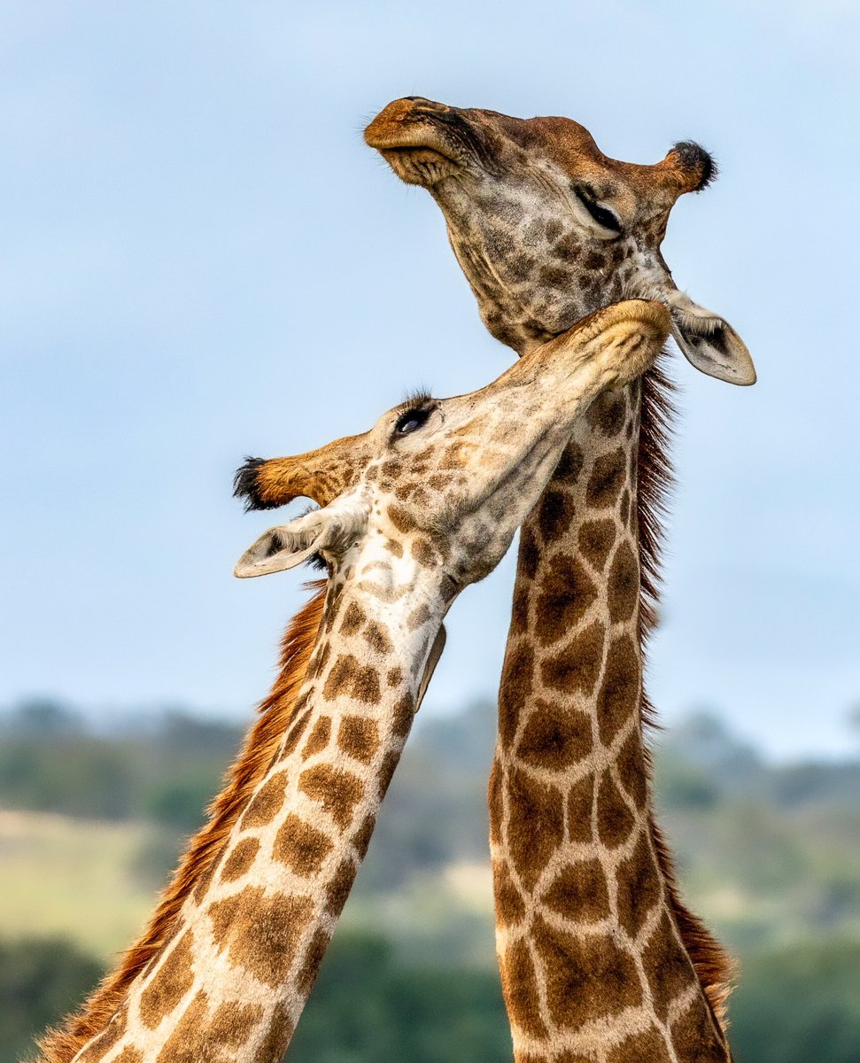 londolozi's tweet photo. Happy World Giraffe Day! 🦒 Here are a few of our most-loved giraffe photos of all time - which one is your favourite? 

#londolozi #thelondolozieffect #relais #relaischateaux #wildlifeblog #animalblog #naturelovers #luxurysafari #safari #safaristories #giraffe #worldgiraffeday https://t.co/8sOye9b8hx