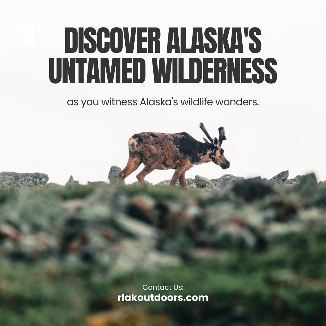 RealAKOutdoors's tweet photo. Want to see the untamed wilderness of Alaska and witness its wildlife wonders? Book a tour with RL AK Outdoors!
Our tours are designed to provide you with an authentic Alaskan experience that you will never forget. 
#alaskascenery #alaskadaily #alaskanadventures https://t.co/mXBioH6EEZ