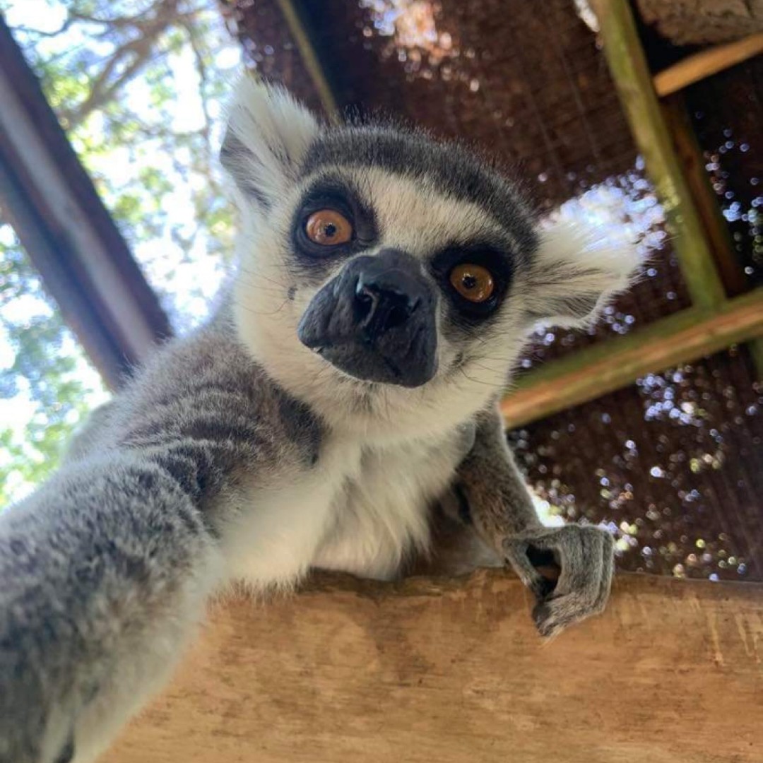 Wild_Adventures's tweet photo. Today is #NationalSelfieDay! We wanna see your best selfies in the park! Use #YesWAShare today on your stories and posts, and you might find yourself featured on the website! https://t.co/LSbwrhOzqL