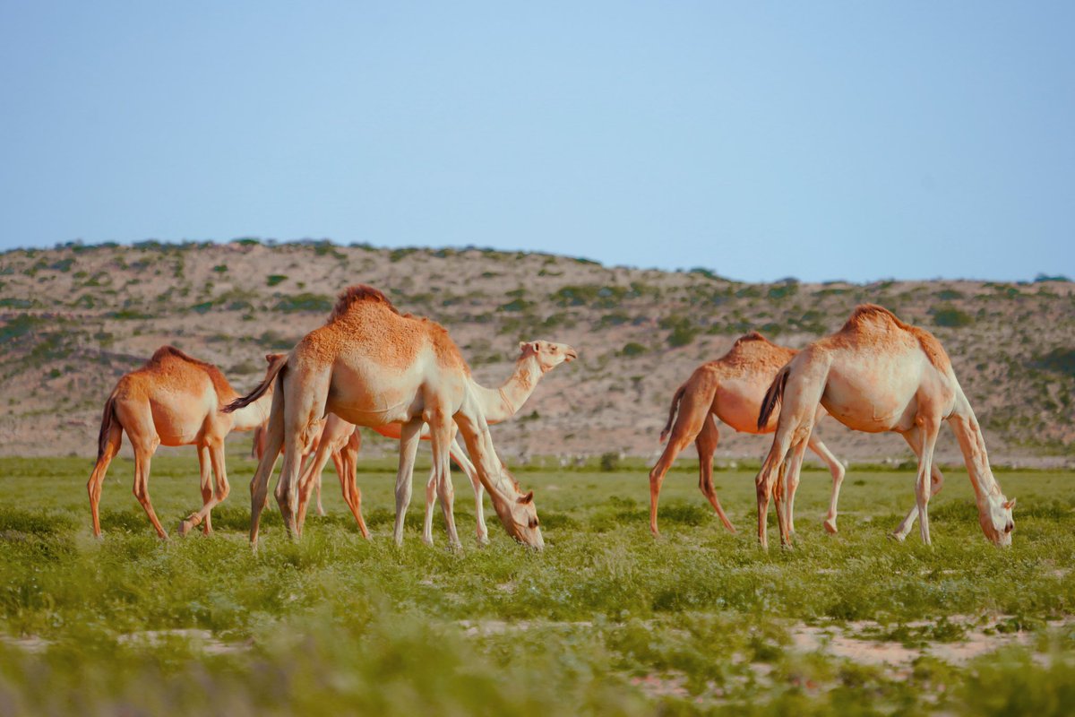 Geel mayracanaya Dooxooyinka Gobolka Karkaar Puntland Somalia