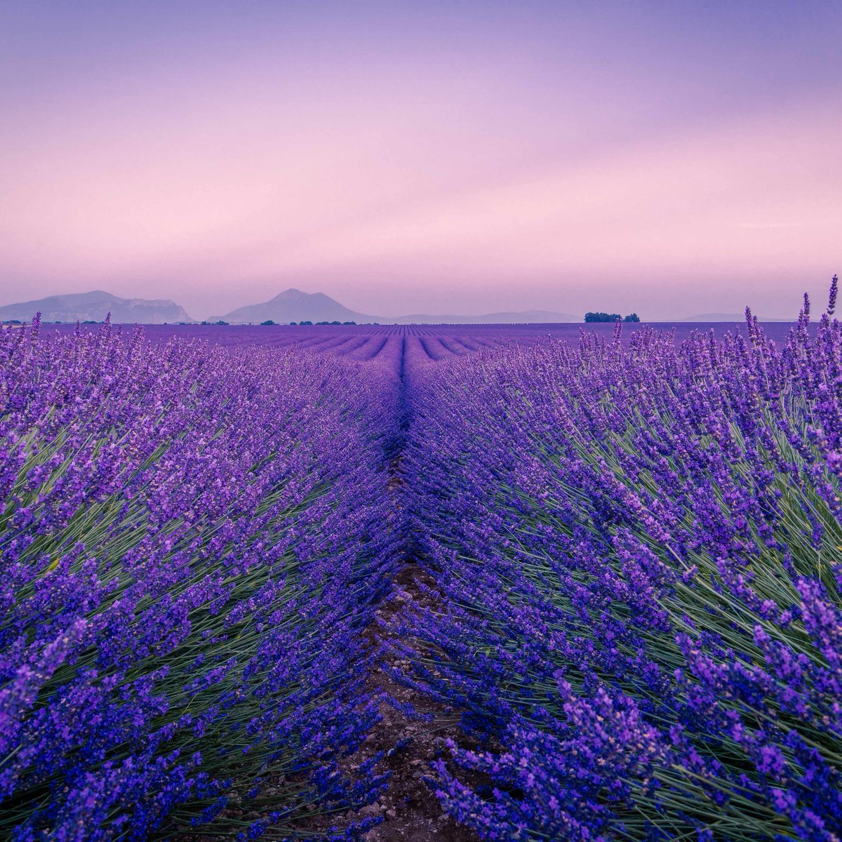 Drive to the top of the Luberon and take in the sights (and smells) of the seemingly-endless lavender fields. Then head off to the local town of Sault to learn the secrets of the 'Gold Of Provence.' Lavender ice cream, anyone? 🍦 👉ow.ly/g5eX50OTjw1 📸: @antony-bec