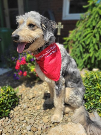 While for some it may feel like we're already in the Dog Days of Summer, today is officially the first day!  Recently Leonard, who belongs to Bri Cooney from our North Main Street office in DuBois, sported his FCB bandana while enjoying the sunshine.  #Proud2bFCB #DogDaysofSummer