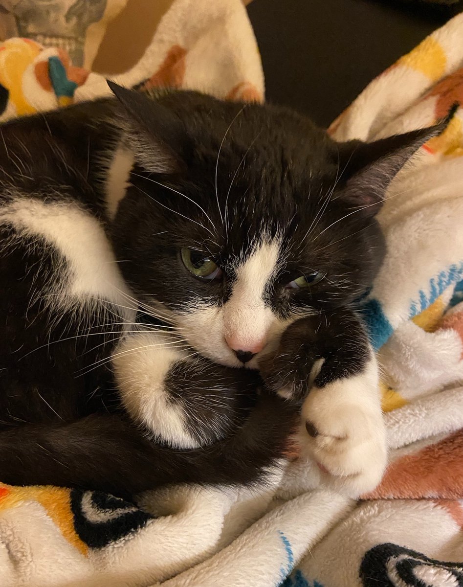 This is Yorku. He's a little perturbed that you interrupted his nap, but he'll get over it... maybe... 😶 #CatsOfTwitter

📸: Doriana D. from our Wild Troop Program