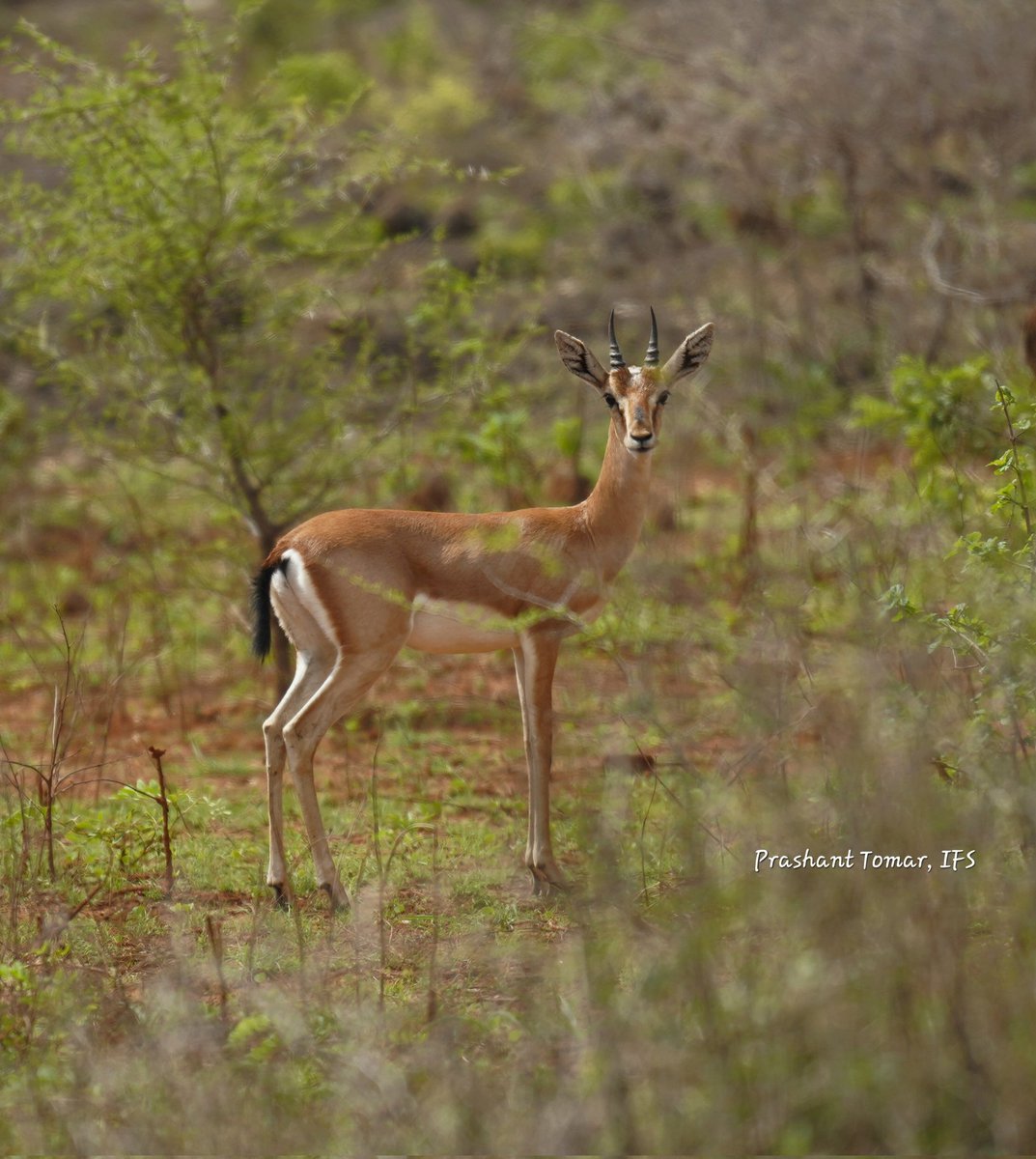 Graceful #chinkara #Indiangazelle #Girforest