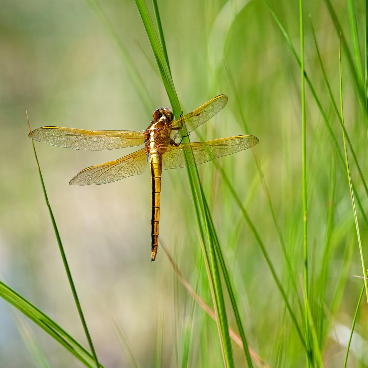 Dragonfly

#nature #NaturePhotography #dragonfly #closeup #naturelovers #NatureBeauty #nature_photo #natureisamazing #insects #insect #natureshots #NatureIsBeautiful #NatureAmazing #nature_perfection #natureisbeautiful #naturephotograph #uwesimageworld #naturelove #naturesbeauty