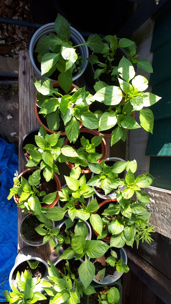 Home grown pepper plants from seeds that would of gone in the bin and all using recycled materials #reducefoodwaste #growyourown #socialvalues #eatfresh