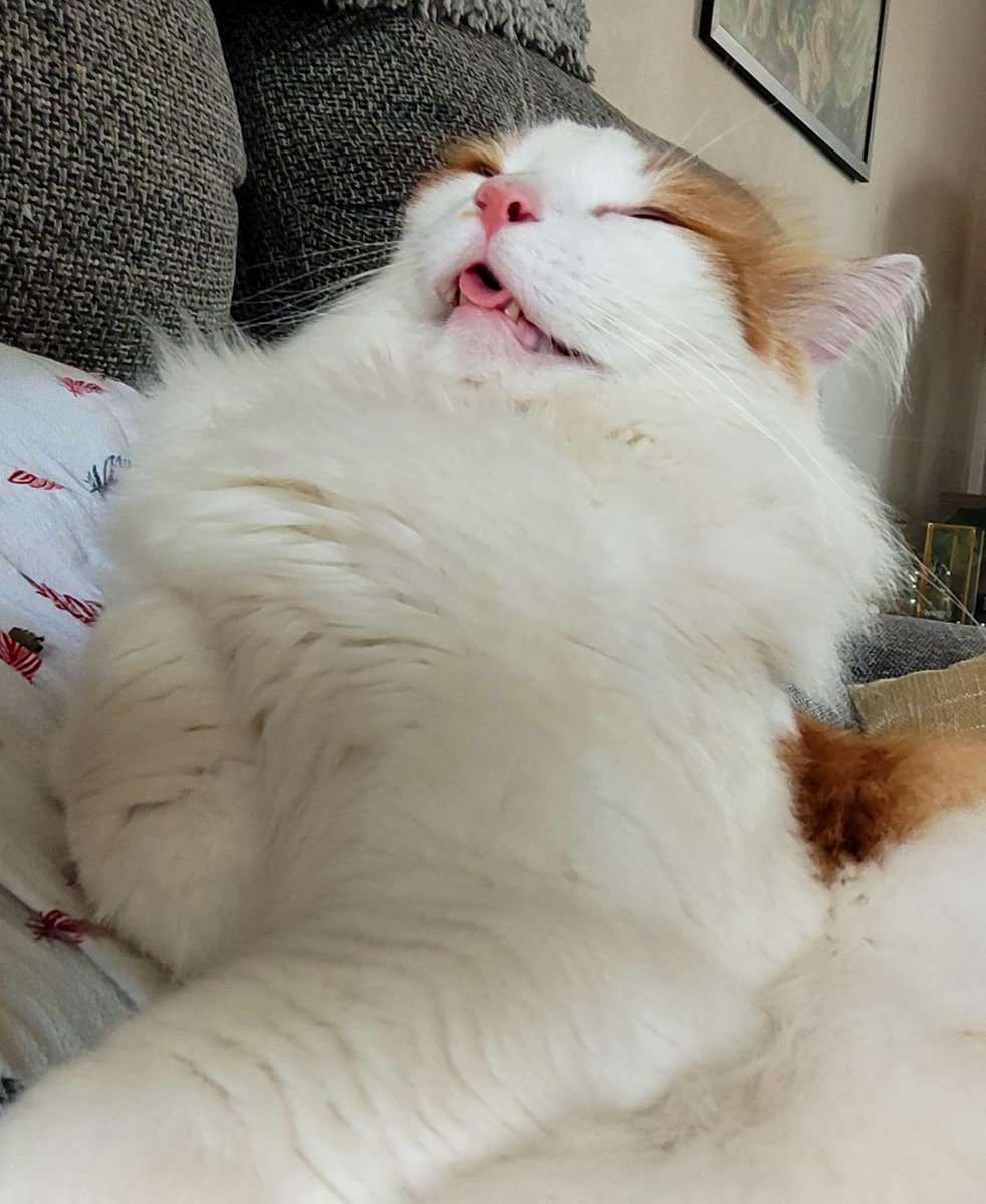 cats being weird little guys 👅 tweet media