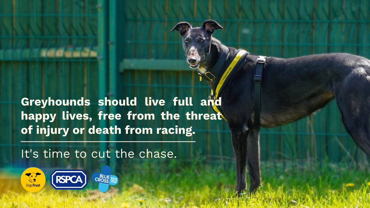🐕 The GBGB has released that In 2022, 244 dogs sadly died due to their participation in greyhound racing and over 4,354 were injured 😭

🤝 We are working with @DogsTrust, @The_Blue_Cross, @HopeRescue & @WelshGreyhounds, but together we can #CutTheChase: bit.ly/3IOBI8B