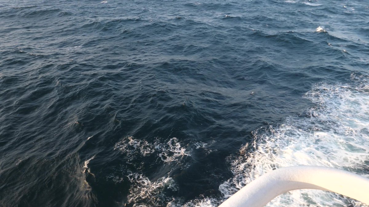 Une journée en mer qui se finie par un magnifique coucher de soleil🌞

Que demander de plus ? Des dauphins pardi ! 
(╯°□°）╯︵ ┻━┻

Saurez-vous retrouver le cétacé caché sur cette photo ? 👀 @Apero_cruise @CNRS  #CNRSocean