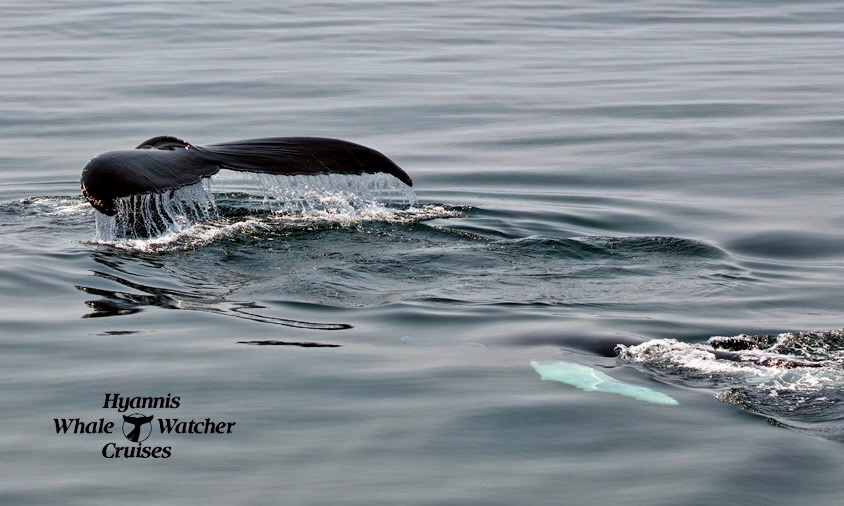 A humpback whale calf hurries to catch up with Mom!