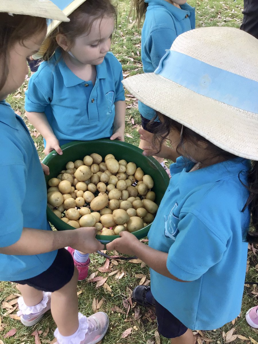 HalsteadPrepSch's tweet photo. Nursery harvested the new potatoes that they planted at Easter today.  They were amazed at how many they had grown and the difference in all of the sizes. Chef Phil is going to cook them up as part of the school lunch tomorrow.  The children cannot wait to see how they taste! https://t.co/gk0ii1ps75