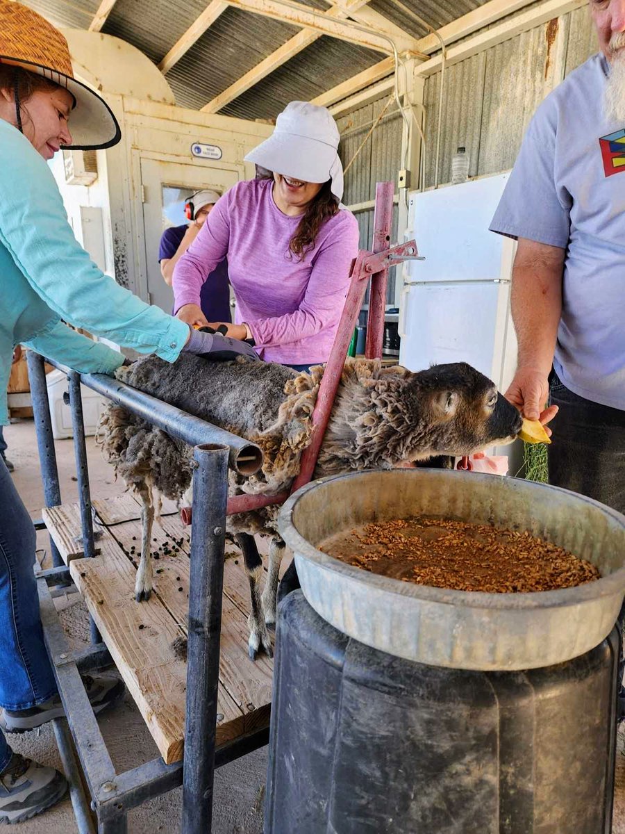 Echoinghope's tweet photo. We've spent the morning shearing our adorable goats and sheep, ensuring their comfort during the summer months. Witnessing their fluffy coats transform into sleek and stylish looks is a true delight. Huge thanks to our dedicated team for their meticulous care. #SummerShearing https://t.co/ecfyuChOnB