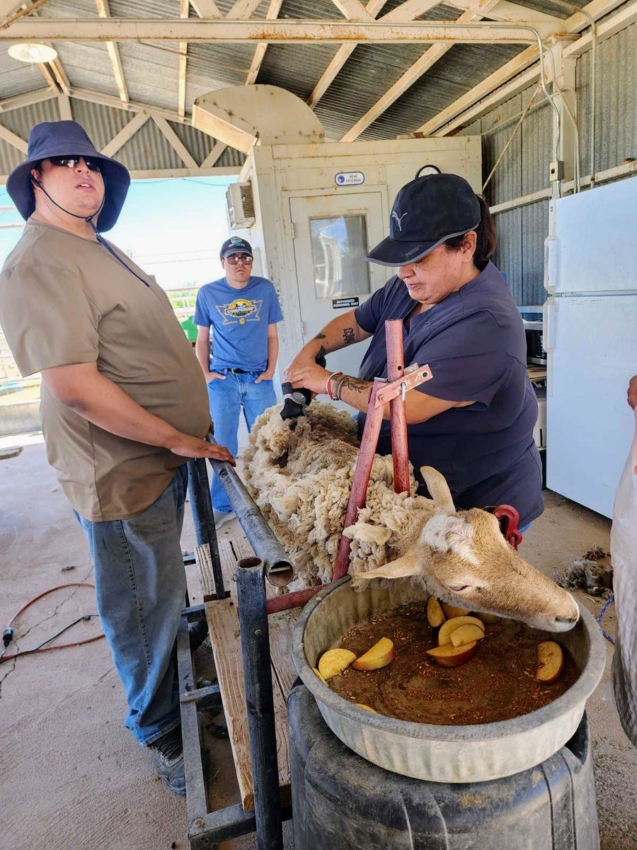 Echoinghope's tweet photo. We've spent the morning shearing our adorable goats and sheep, ensuring their comfort during the summer months. Witnessing their fluffy coats transform into sleek and stylish looks is a true delight. Huge thanks to our dedicated team for their meticulous care. #SummerShearing https://t.co/ecfyuChOnB