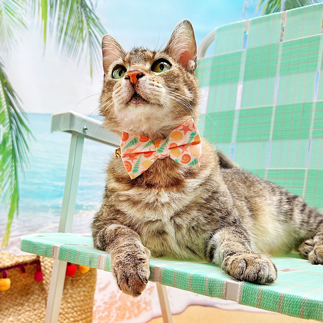 MadeByCleo's tweet photo. Channeling aspirational beach vacay vibes since it's the first *official* day of Summer!☀️ 🌴🌊🐚 This super cute #seashell print is one of our favorite new styles from the Summer Collection. Available in #catcollar, #catbowtie + #catbandana options.🧡 https://t.co/CbNP2VqVFo https://t.co/e7skNKXPrT