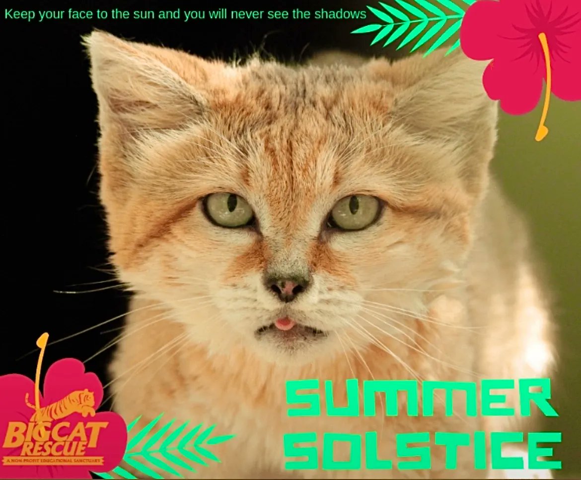 “Keep your face to the sun and you will never see the shadows.”

#CanyonSandCat #SummerSolstice #BigCatRescue #Rescue #BigCats #SummerTime #FirstDayOfSummer #LongestDay #Sun #Sunshine #SandCat #CaroleBaskin #Florida #Sanctuary