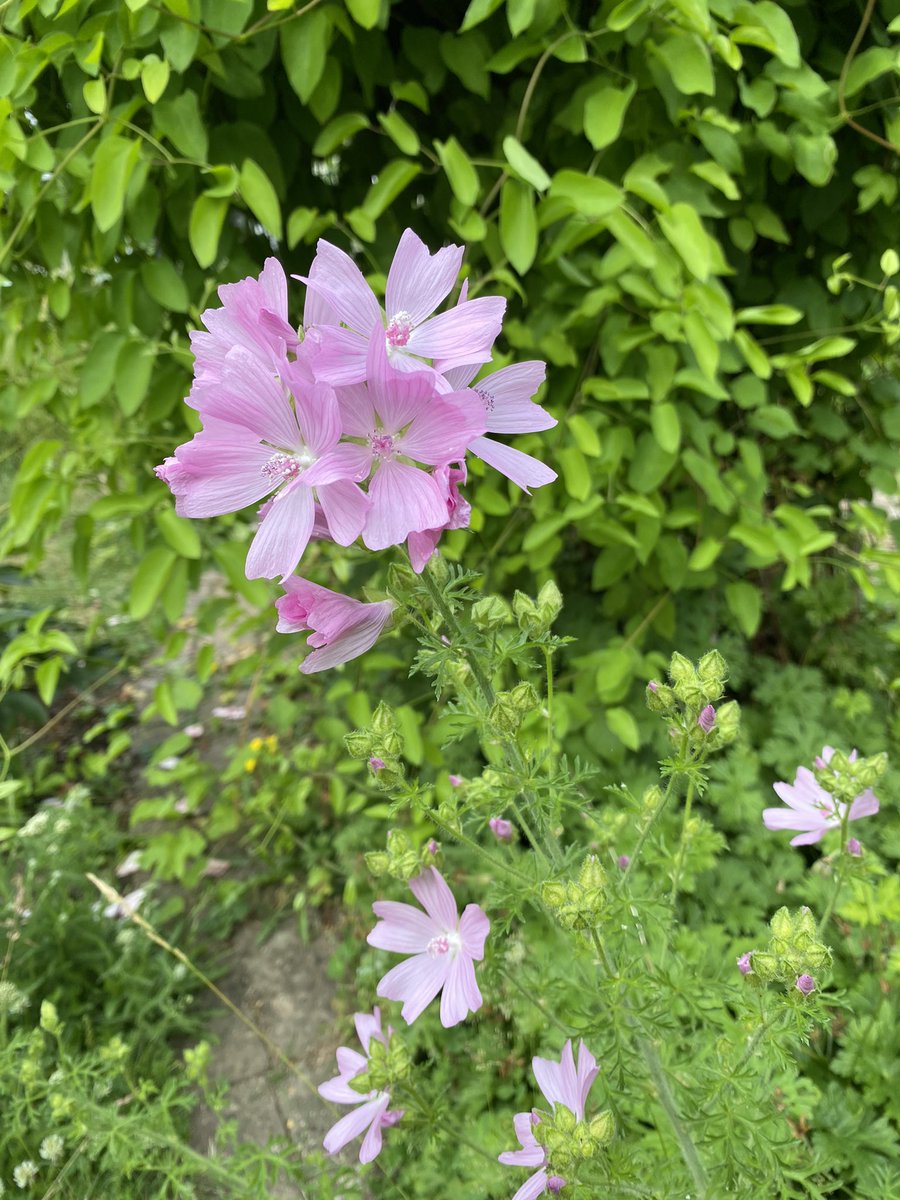 This lovely mallow is the latest plant species to appear in my lawn during #LetItBloomJune.