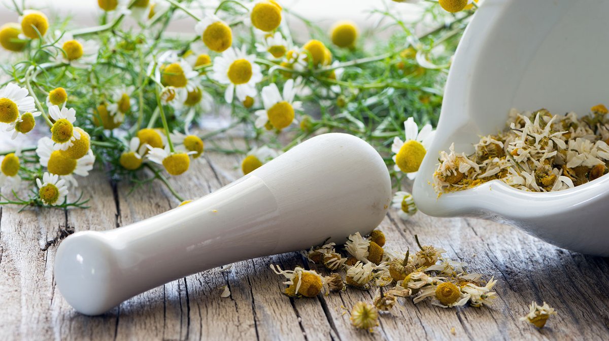 Die Echte Kamille ist seit Jahrtausenden bekannt für ihre heilende Wirkung. Kaum eine andere Heilpflanze ist so vielseitig einsetzbar. Lesen Sie, wie Sie ihre Wirkstoffe optimal nutzen.

Wohl jeder kennt die Kamille, die von Mai bis September ihre

apotheke-bs.de/leben/automati…