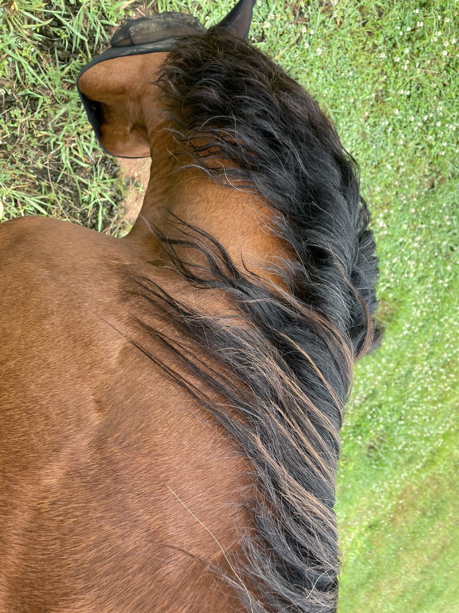 Trey the Explainer on Twitter "I’m freaking out, why does this horse