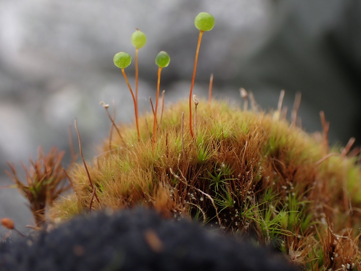 This tiny #moss (potentially Stiff Apple-Moss (Bartramia ithyphylla)), seen in #Canada by rambryum, is our Observation of the Day!

More details at: inaturalist.org/observations/1… #botany #plants #nature #bryophytes #biodiversity
