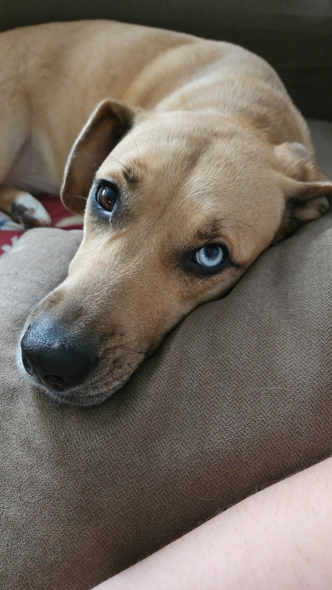 Julez751's tweet photo. @PicturesFoIder My dog..... https://t.co/9skCLbYiNu