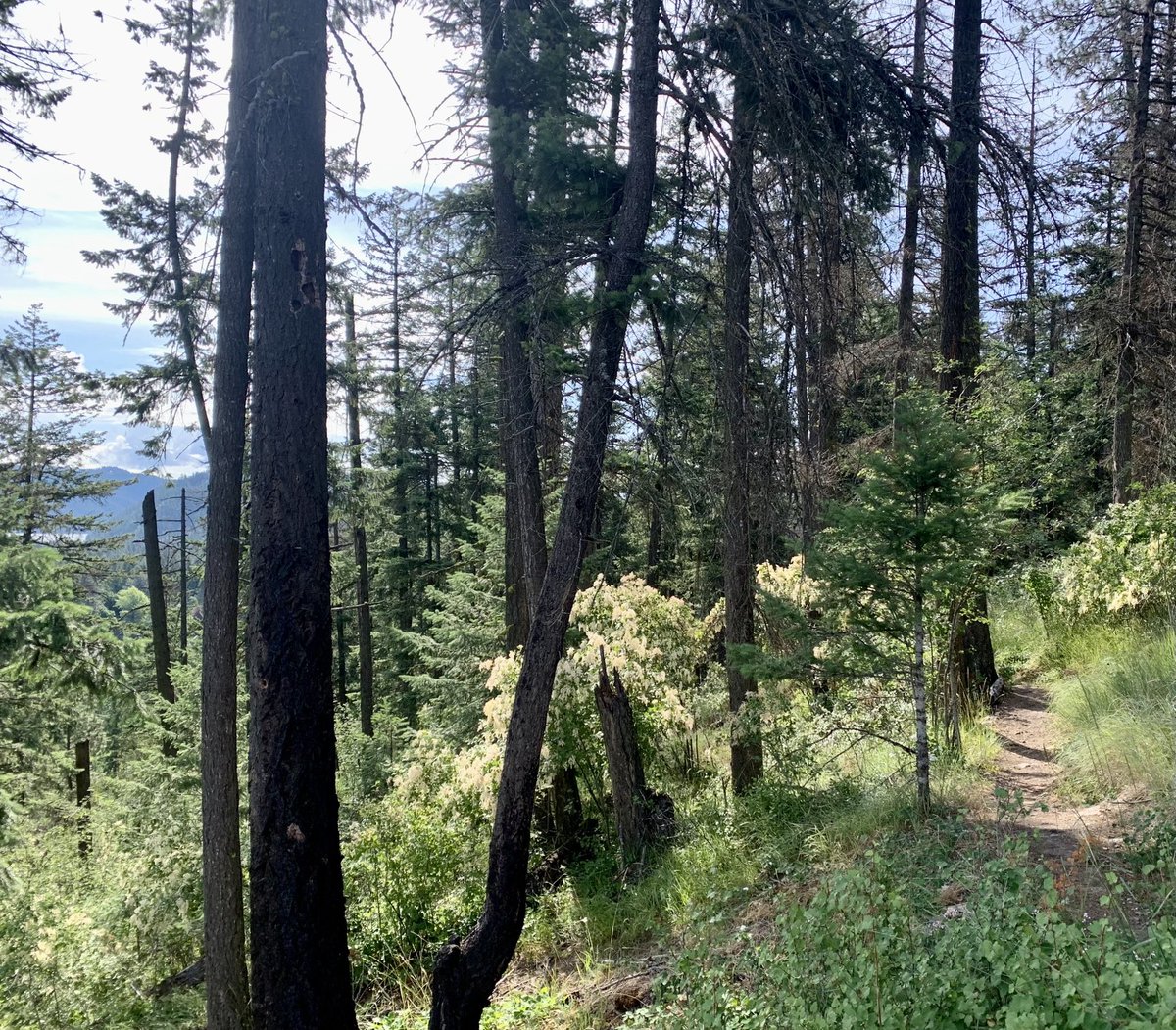 donington tweet media