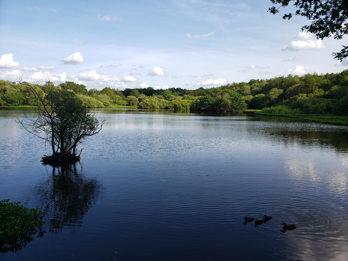 Simmoart's tweet photo. Stew pond, #epsomcommon. A real oasis of calm @CityCommons https://t.co/GLIwTmq3u1