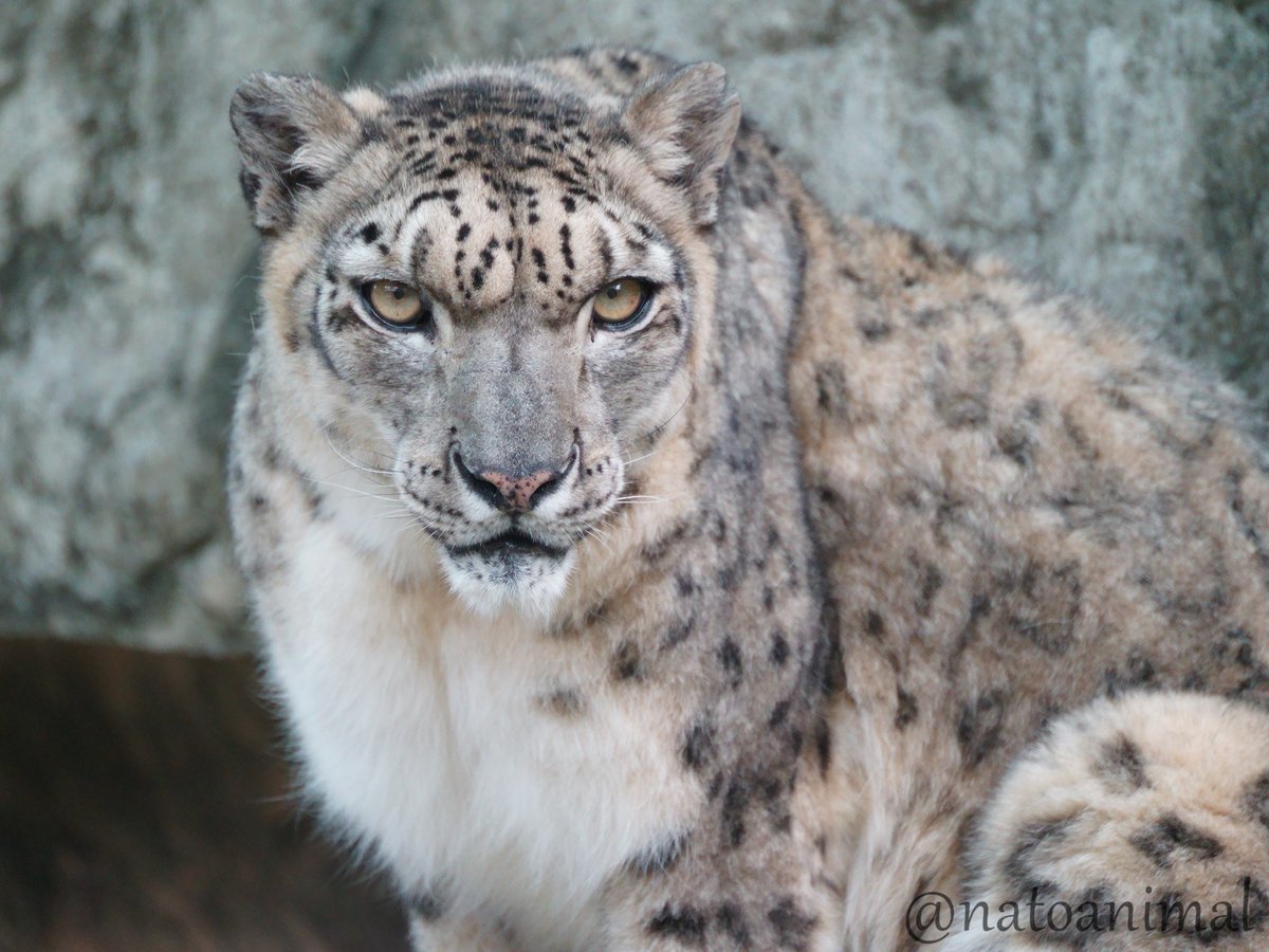 ユッコ
（2023.6.10）
#王子動物園 #ユキヒョウ #ユッコ #snowleopard