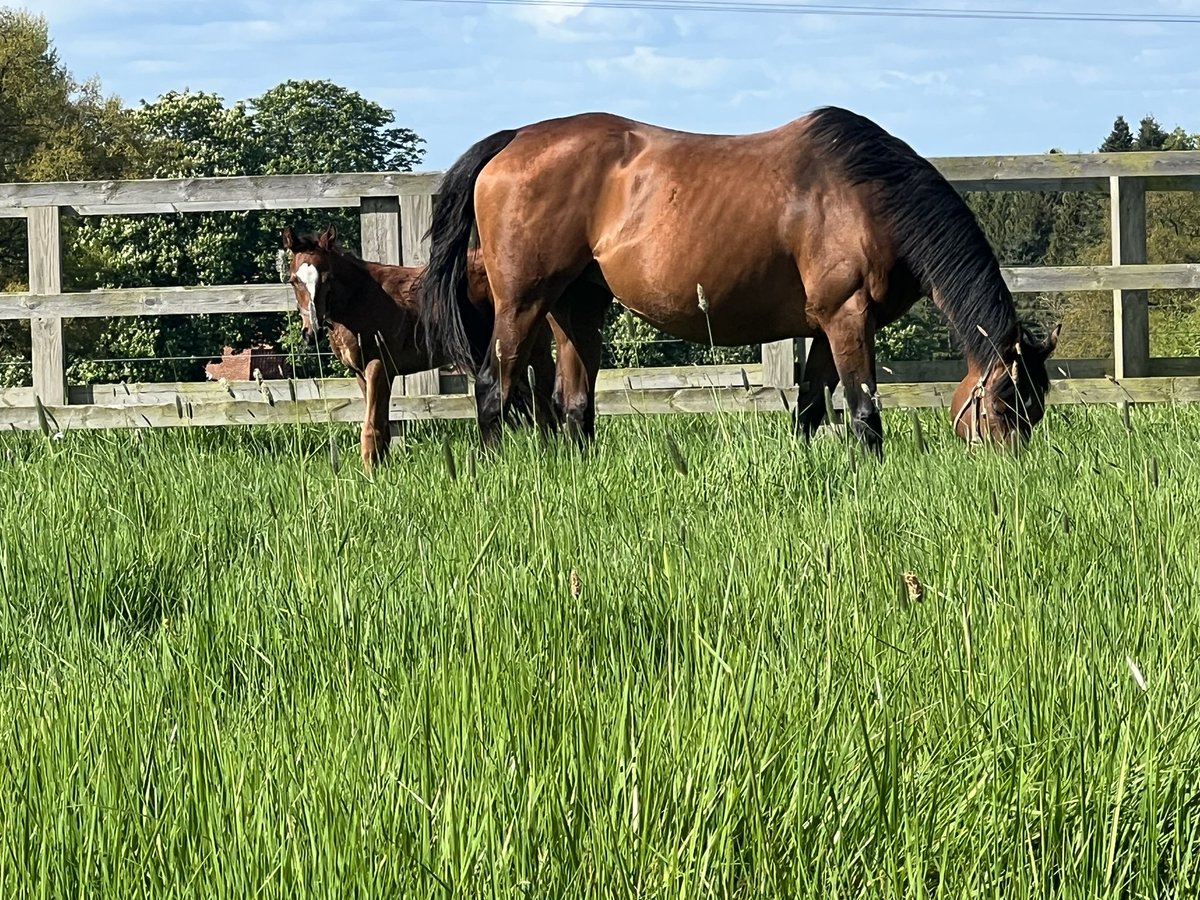 GarrowbyStud's tweet photo. Lord And Lady Halifax’s mares and foals. Enjoying the sunshine here at Garrowby.
#garrowbystud #ITVRacing #classicproducingstud https://t.co/rZ9ZWau9O2