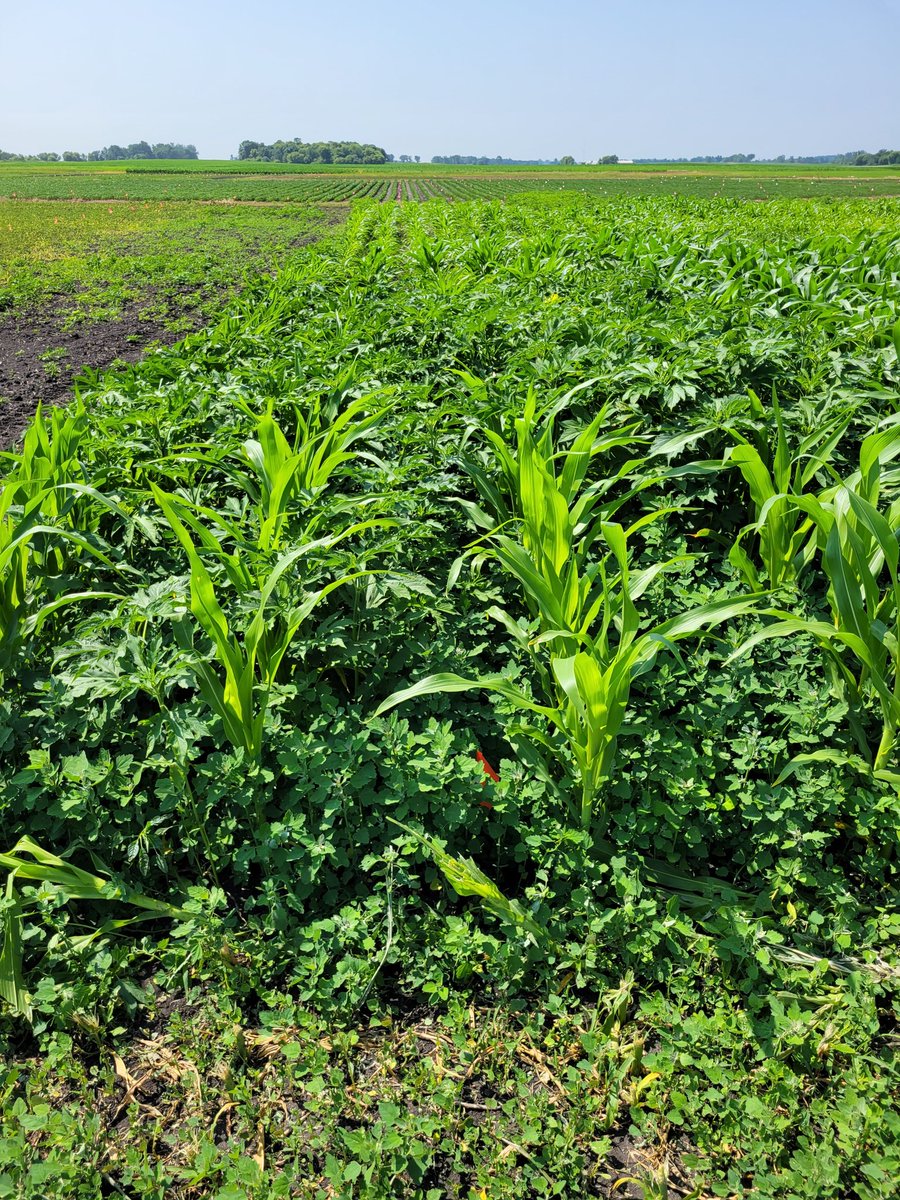 WarnkeResearch's tweet photo. Untreated Check vs. V4 Herbicide Application. The weed pressure is heavy in this trial! https://t.co/ZBbAYHH3rn