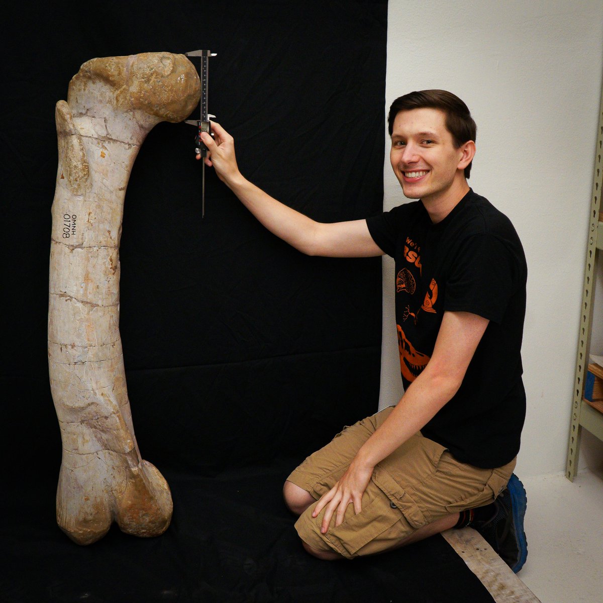 SamNobleMuseum's tweet photo. Since the days of J. Willis Stovall nearly 100 years ago, you might think we've learned everything there is to know about dinosaurs like Saurophaganax, but that's not the case! Even today, debate continues on whether Saurophaganax belongs to its own genus, or if its actually​ a species of Allosaurus. Ongoing research on the very same femur Stovall examined in yesterday's archival photo hopes to solve this question once and for all. Pictured here, Andy Danison, a visiting researcher from the OSU Anatomy Department in Tulsa, is examining telltale traces on the bone itself to help differentiate this animal from other species of allosaurids.