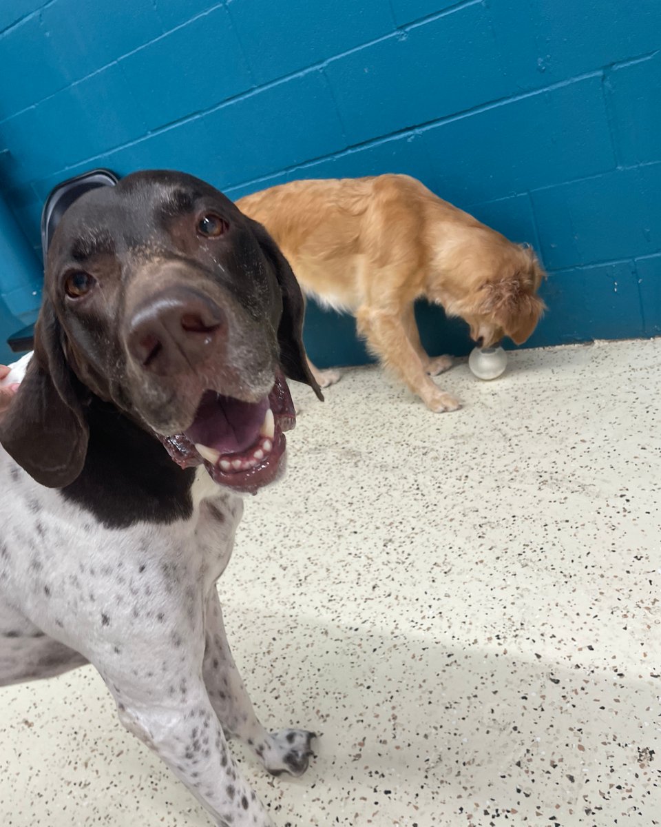 metro_plano's tweet image. Otis brings all the fun to the pack! 🐶 🐾
#alldayplay #dogdaycare #doggiedaycare #germanshorthairpointer #gsp #metroanimals #texas
